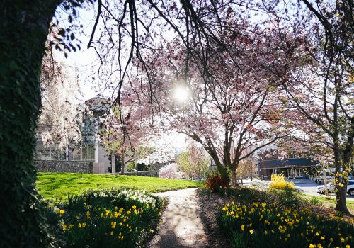Spring blooms on campus with the sun through the trees